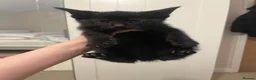 Domestic Shorthair cats for sale: Domestic shorthair kittens - Advert 6