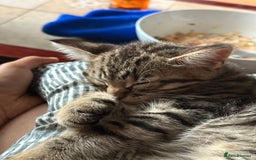 Mixed Breed cats for sale: Cutest kittens!  - Image 4