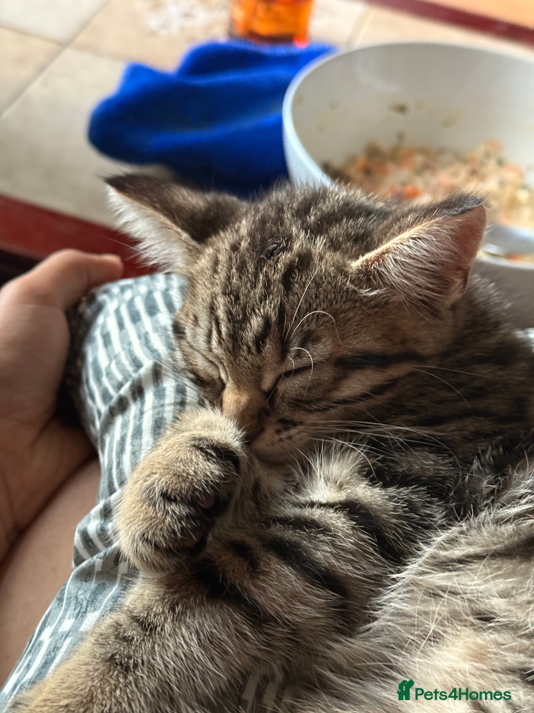 Mixed Breed cats for sale: Cutest kittens!  - Image 4