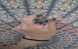 Rat rodents for sale: All rats have been reserved. - Image 13