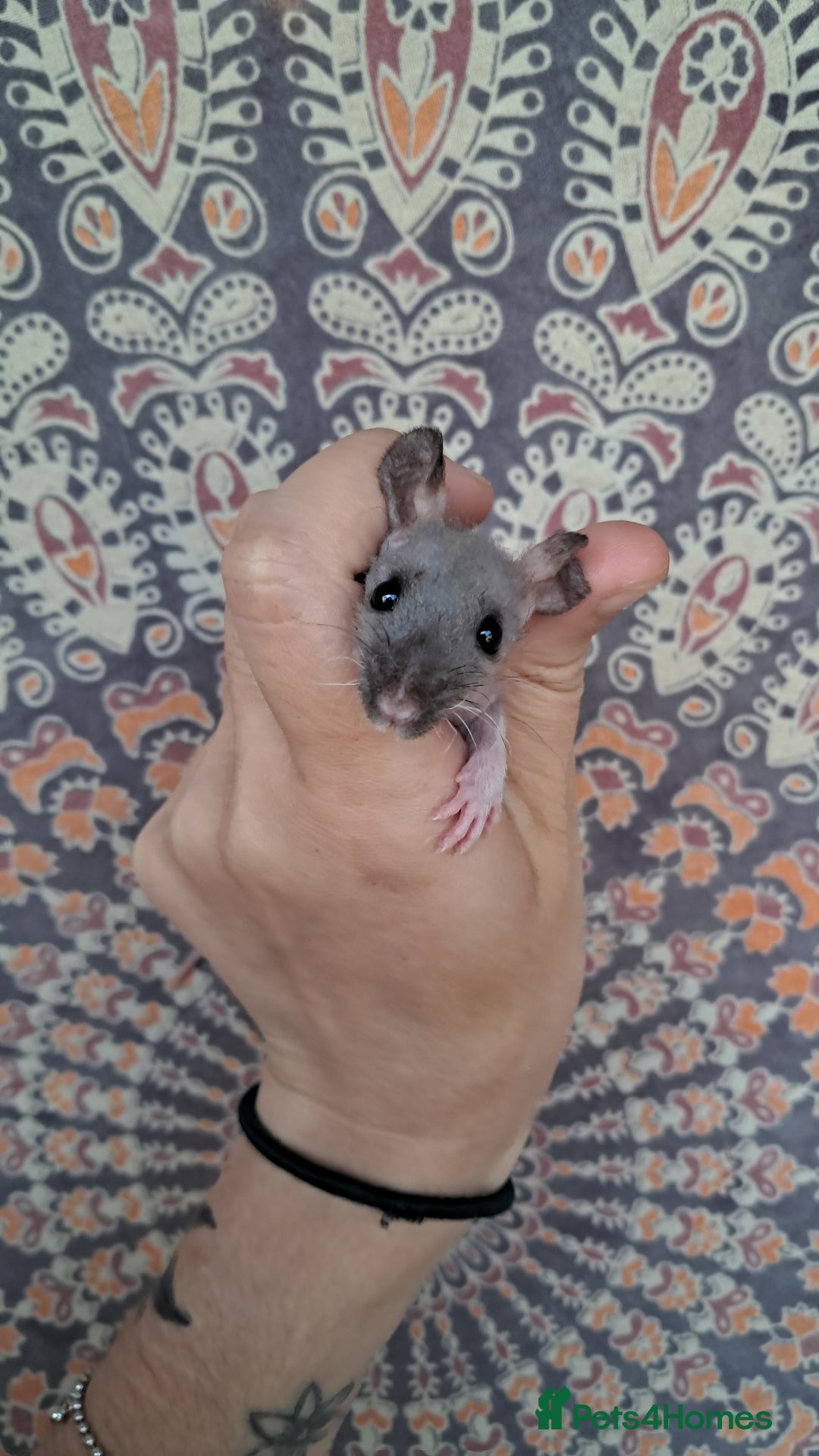 Rat rodents for sale: All rats have been reserved. - Image 13