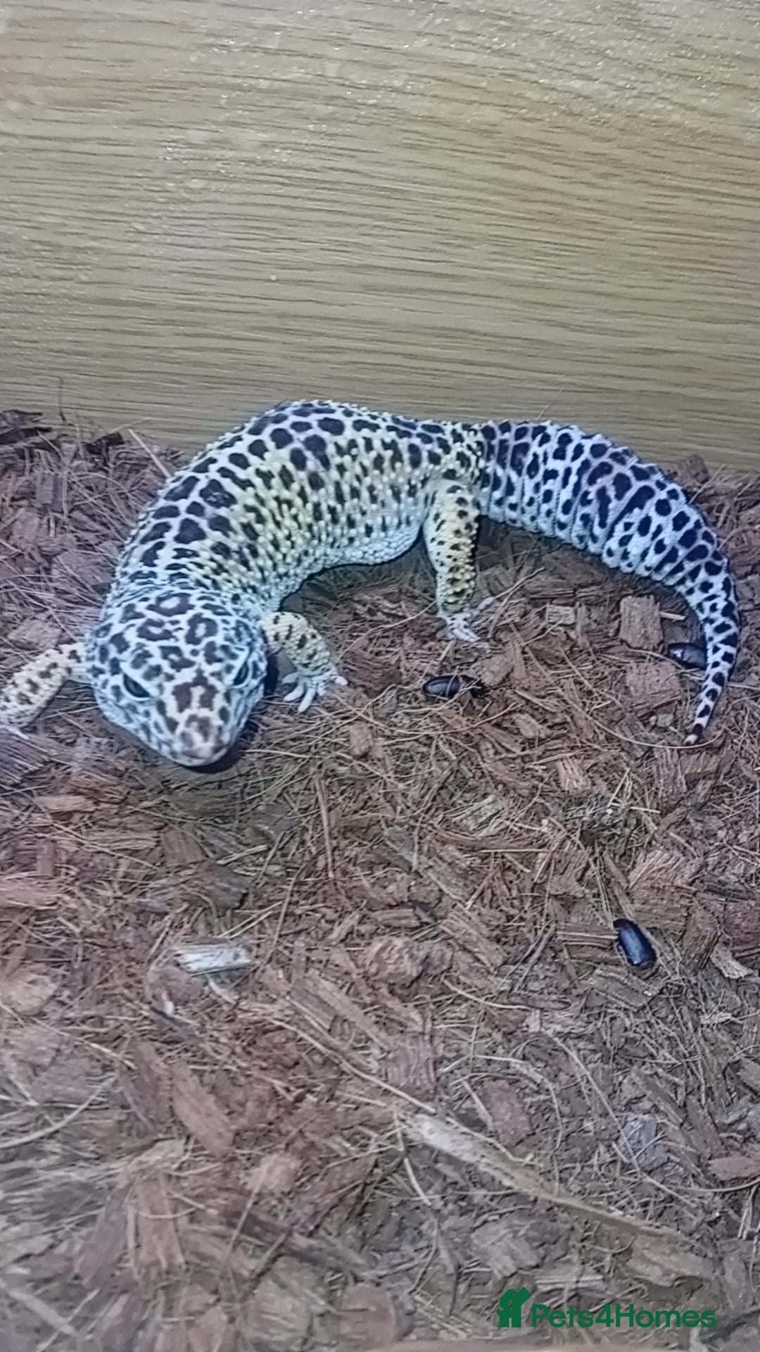 Leopard Gecko reptiles Leapard geckos mature pair for sale - Advert 1