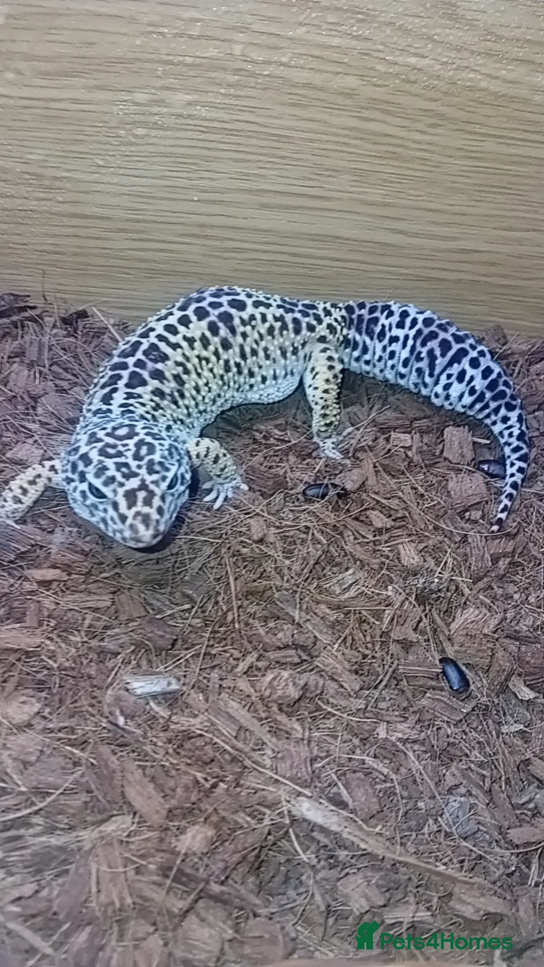 Leopard Gecko reptiles for sale: Leapard geckos mature pair for sale - Advert 1
