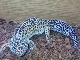 Leopard Gecko reptiles Leapard geckos mature pair for sale - Advert 1