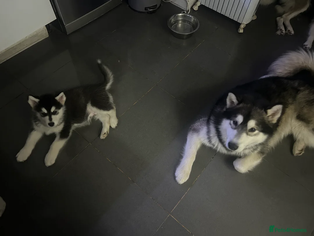 Alaskan Malamute dogs for sale: LAST BABY BOY! - Advert 6