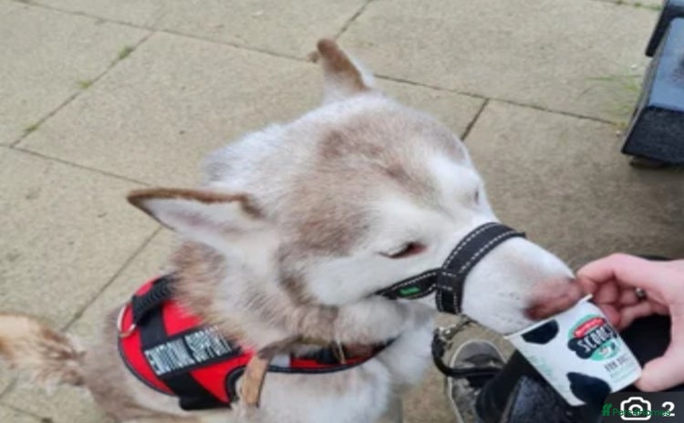 Siberian Husky dogs - Advert 1