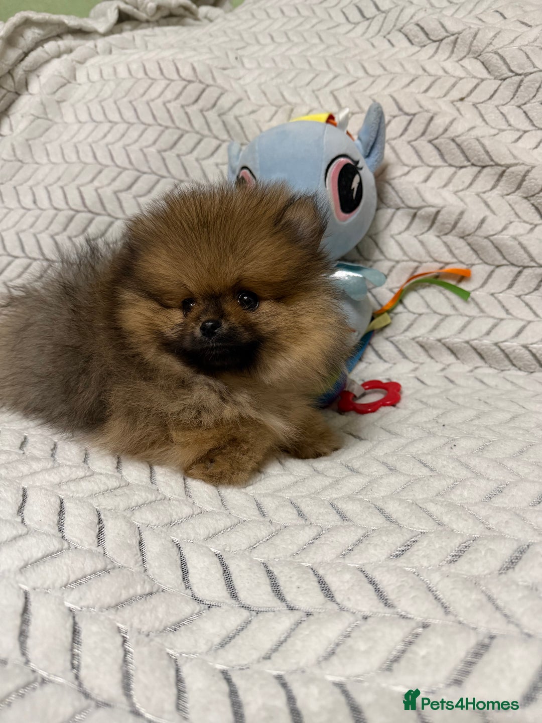 Pomeranian dogs for sale: ***Exquisite Kc reg Pomeranian Puppies *** - Advert 2