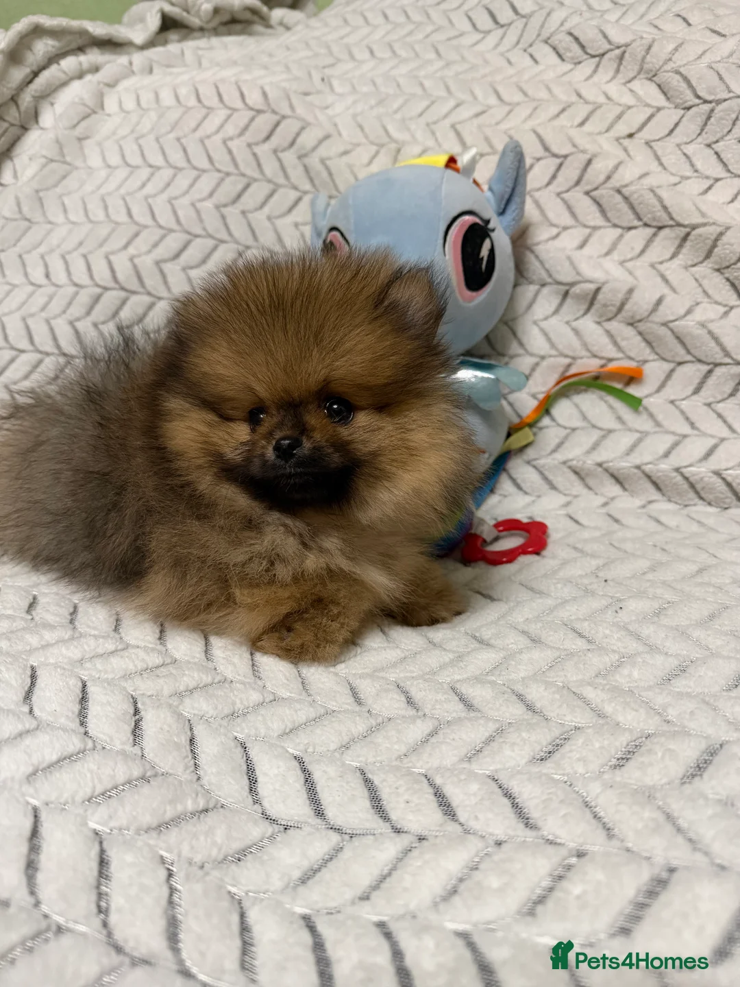 Pomeranian dogs for sale: ***Exquisite Kc reg Pomeranian Puppies *** - Advert 2