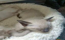 Siamese cats for sale: 1x girl & 1x boy are available ❤️🙌🐾 - Image 8