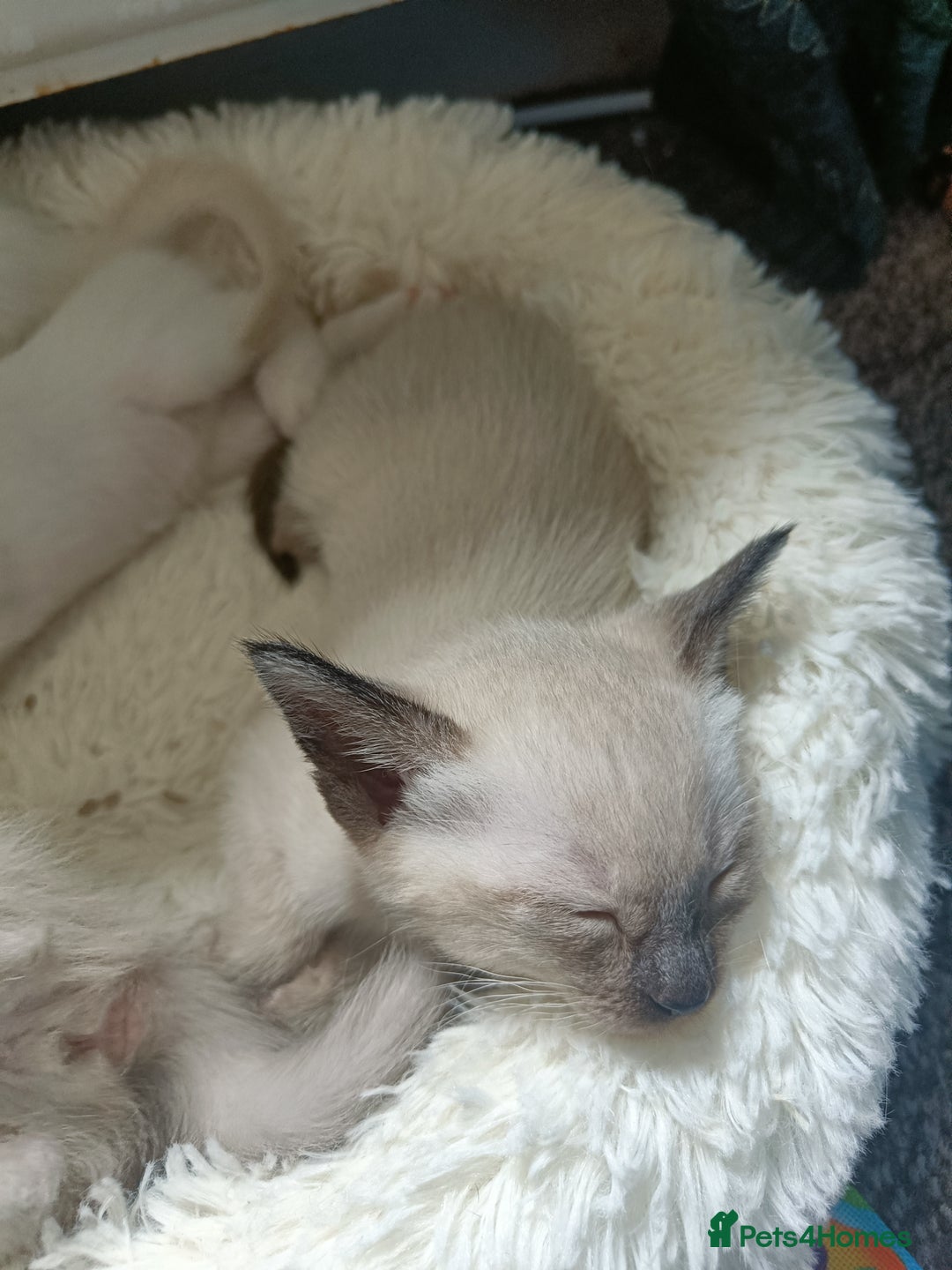 Siamese cats for sale: 1x girl & 1x boy are available ❤️🙌🐾 - Image 8
