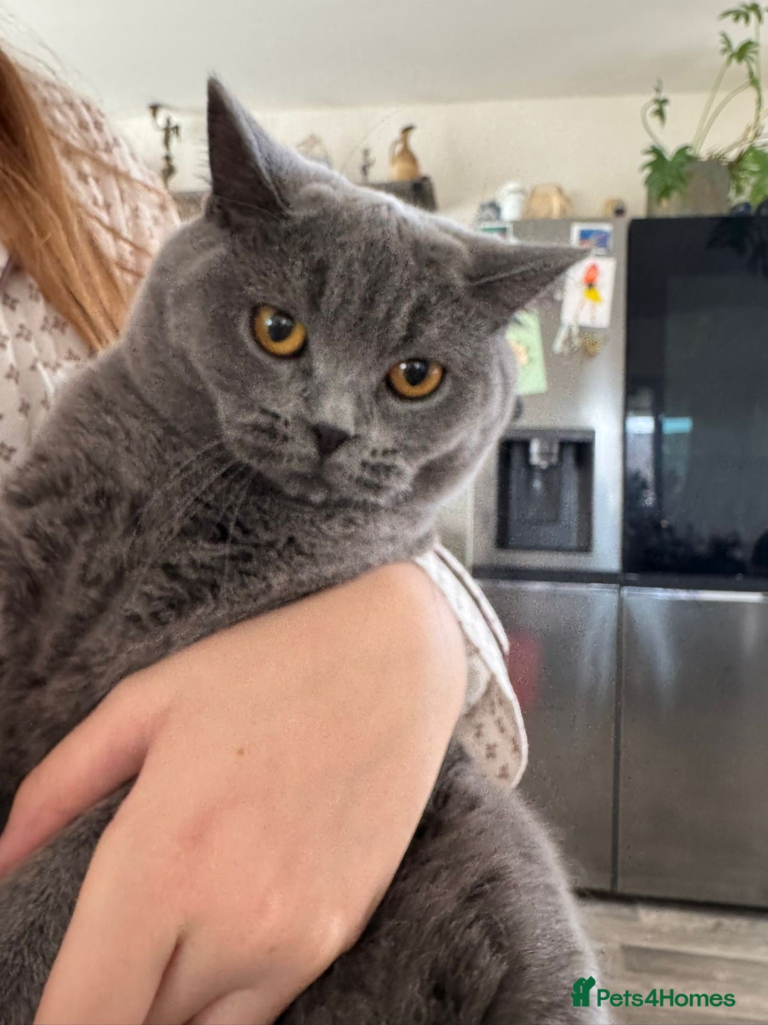 British Shorthair cats for sale: British Shorthair Blue Girls - Image 7
