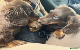 Miniature Dachshund dogs for sale: Last Long Haired Miniature Dachshund puppy in Gravesend - Image 11