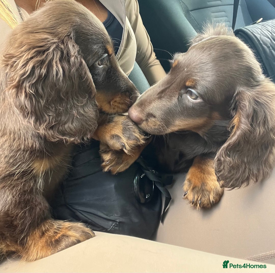 Miniature Dachshund dogs for sale: Last Long Haired Miniature Dachshund puppy in Gravesend - Image 11