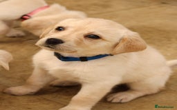 Labrador Retriever dogs for sale: Beautiful labrador puppies for sale - Image 17