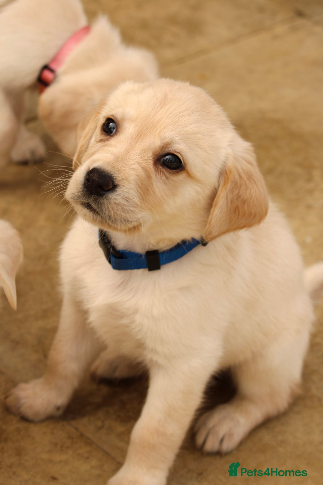 Labrador Retriever dogs for sale: Beautiful labrador puppies for sale - Image 17