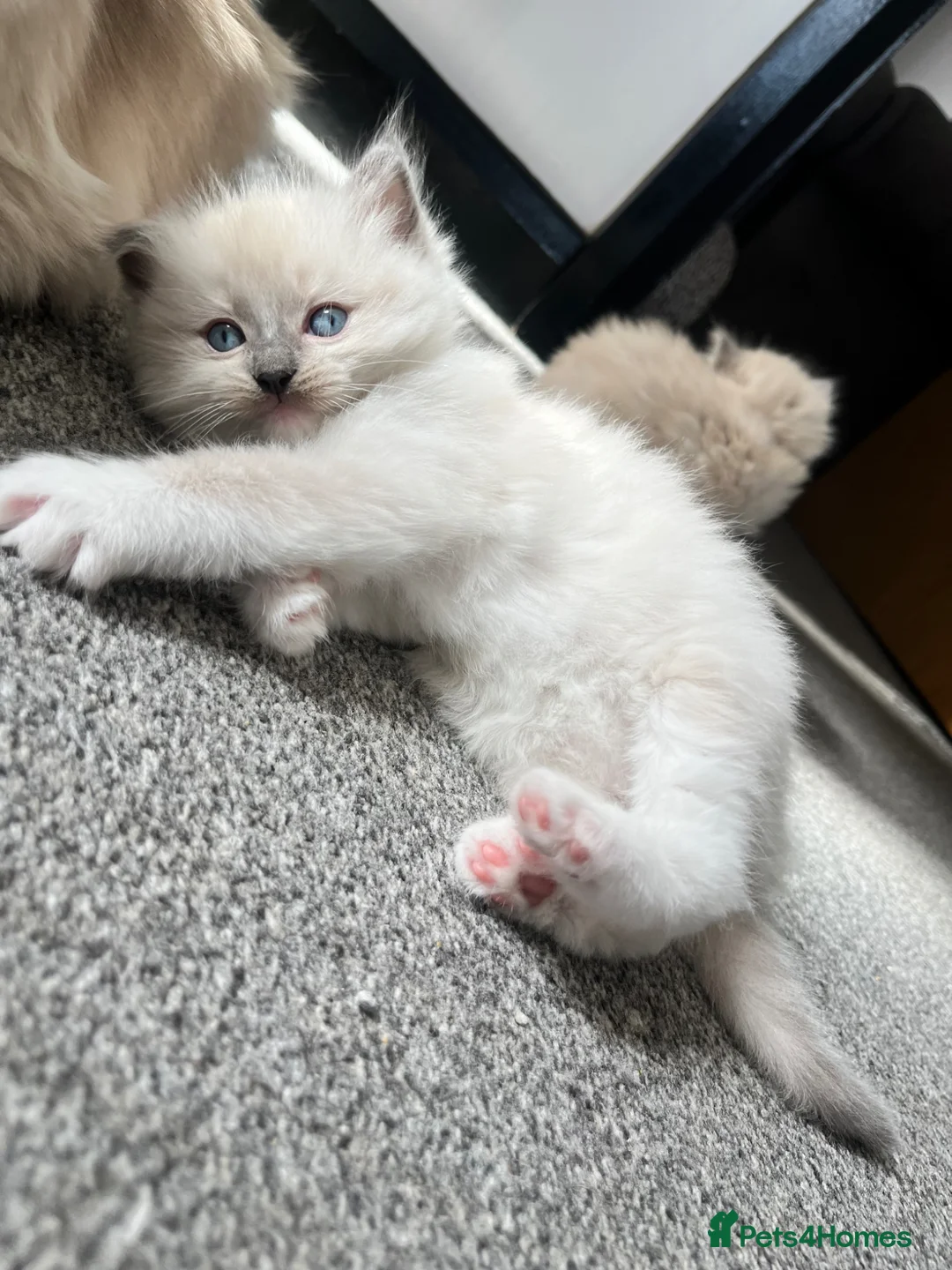 Ragdoll cats for sale: Boy ragdoll 💙 - Advert 2