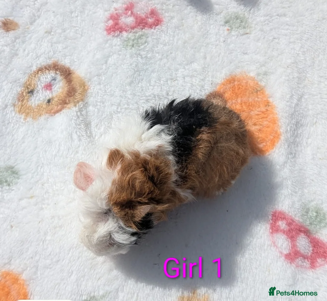 Guinea Pig rodents for sale: Longhaired Lunkarya and texel guinea pigs  - Advert 26