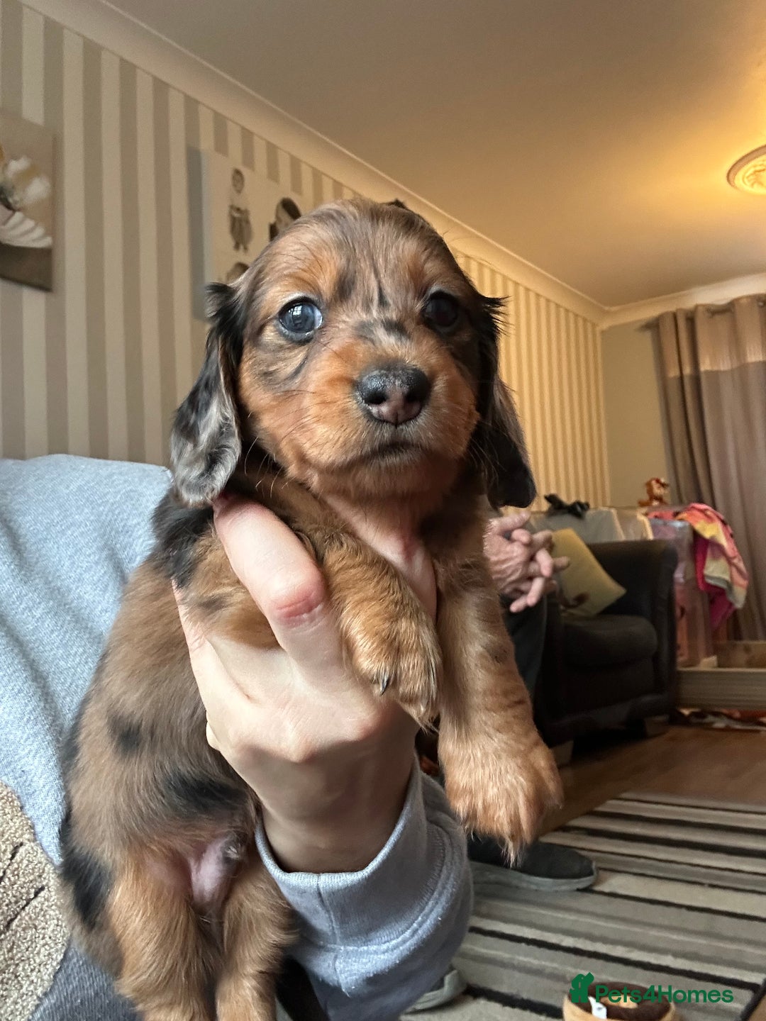 Miniature Dachshund dogs for sale: Miniature Dachounds  - Advert 1