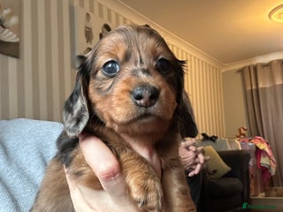 Miniature Dachshund dogs Miniature Dachounds - Advert 1