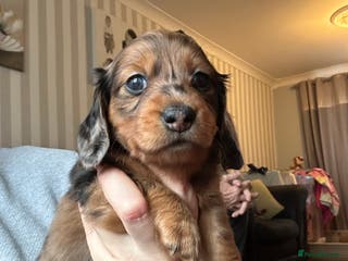 Miniature Dachshund dogs Miniature Dachounds - Advert 9