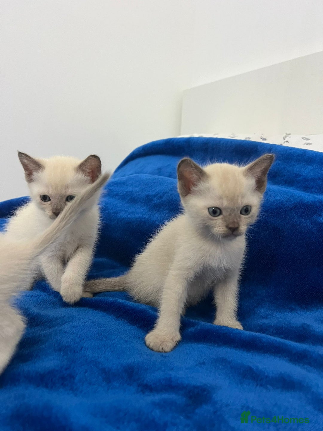 Mixed Breed cats for sale: Lovely Tonkinese(Burmese/Siamese) - Advert 9