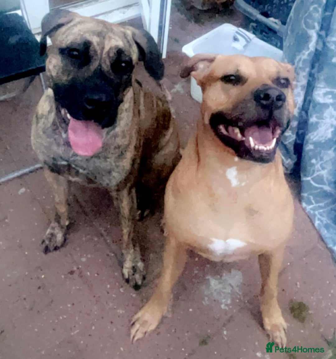 Mixed Breed dogs for sale: Beautiful Presa Mix Pups  - Image 16