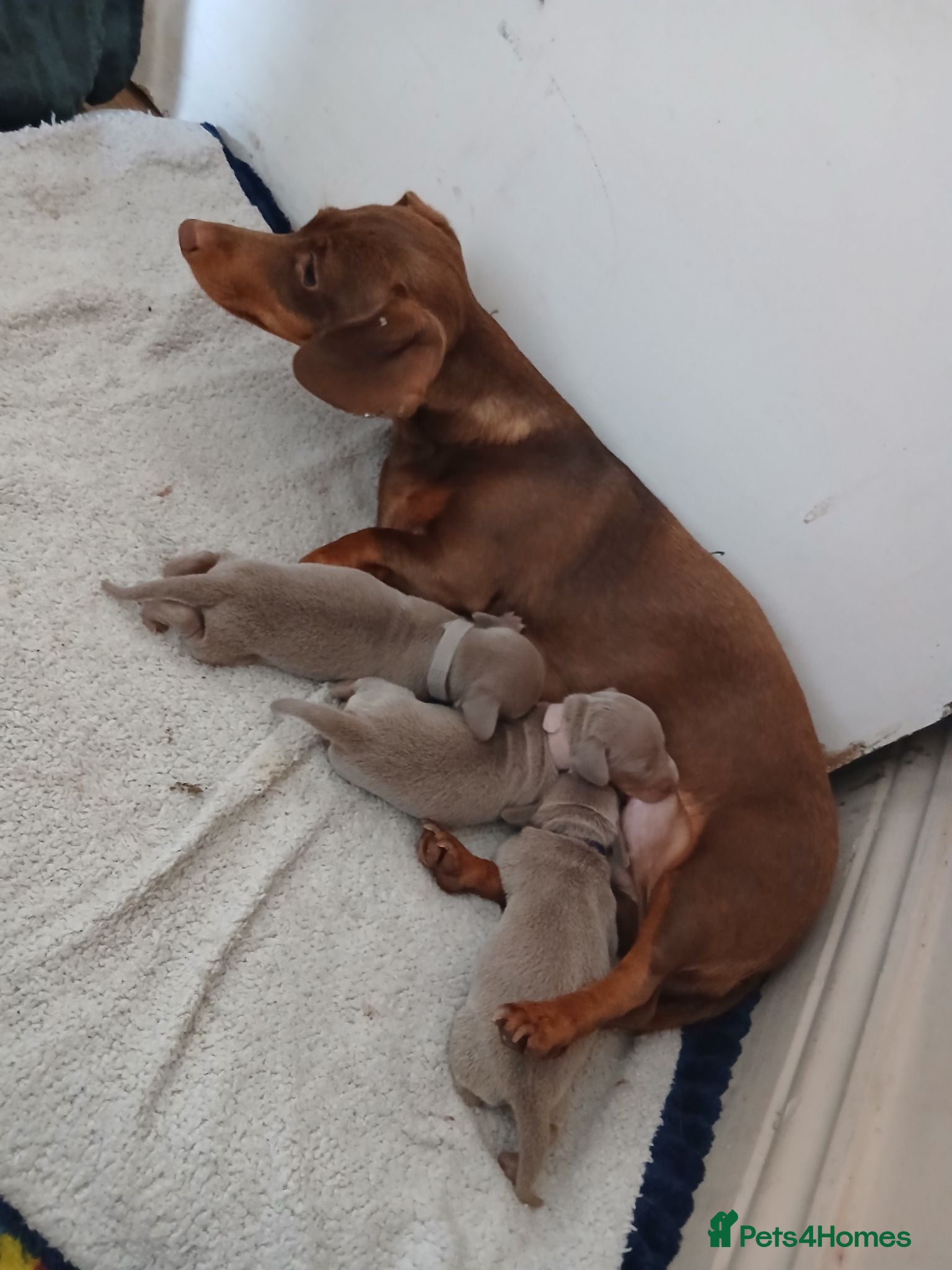 Dachshund dogs Gorgeous isabella pups - Advert 10