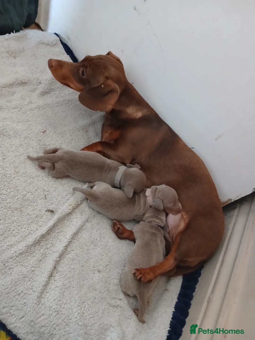 Dachshund dogs for sale: Gorgeous isabella pups in Cardiff - Advert 2