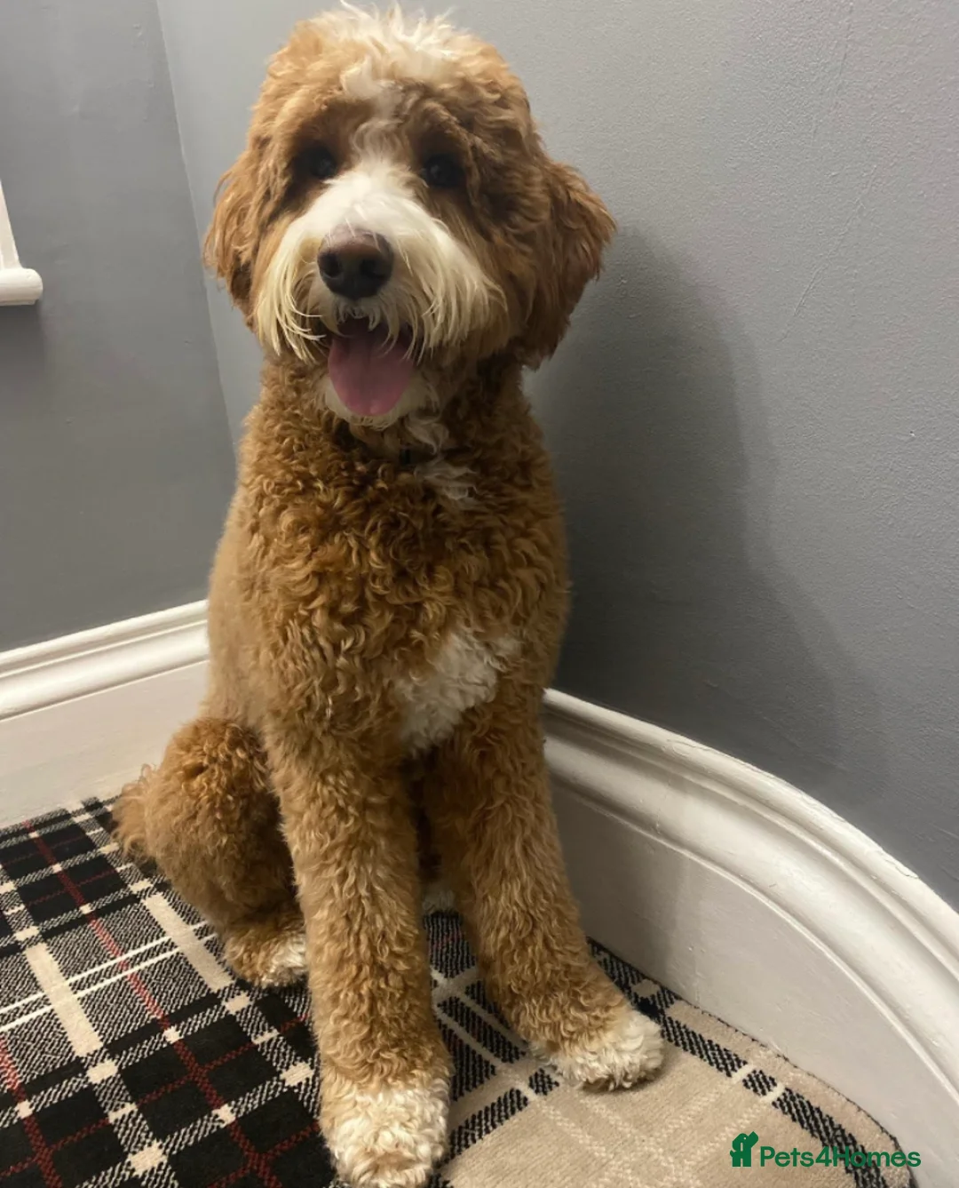 Goldendoodle dogs for stud: Alfie, Proven Goldendoodle for stud-Health Tested in Southport - Advert 2