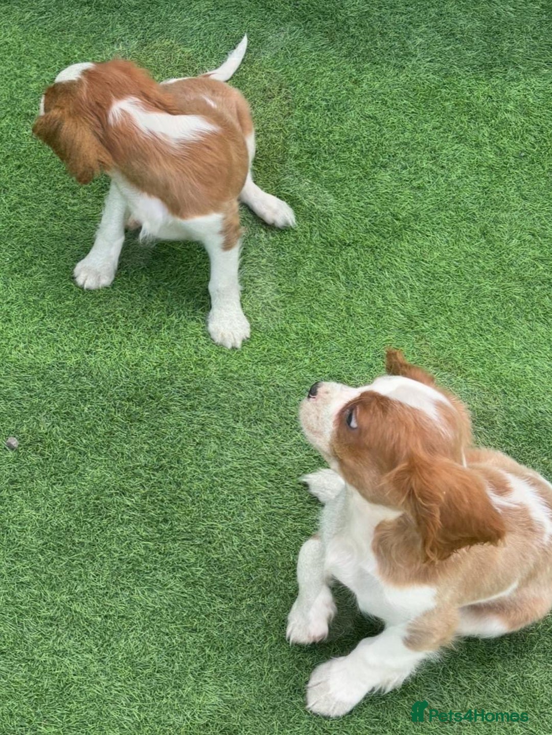 Cavalier King Charles Spaniel dogs for sale: King Charles Cavalier puppes - Advert 6