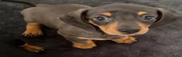 Miniature Dachshund dogs for sale: 2 Girls Left - KC stunning Miniature Dachshunds 🩷 - Advert 14