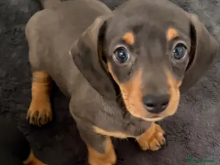 Miniature Dachshund dogs 2 Girls Left - KC stunning Miniature Dachshunds 🩷 - Advert 12