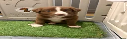 Sprollie dogs for sale: SPROLLIE PUPPIES LOOKING FOR THEIR FOREVER HOMES  - Advert 4