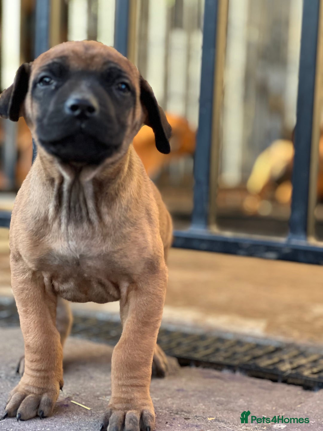 Rhodesian Ridgeback dogs for sale: Six Beautiful female Ridgeback puppies - Advert 6
