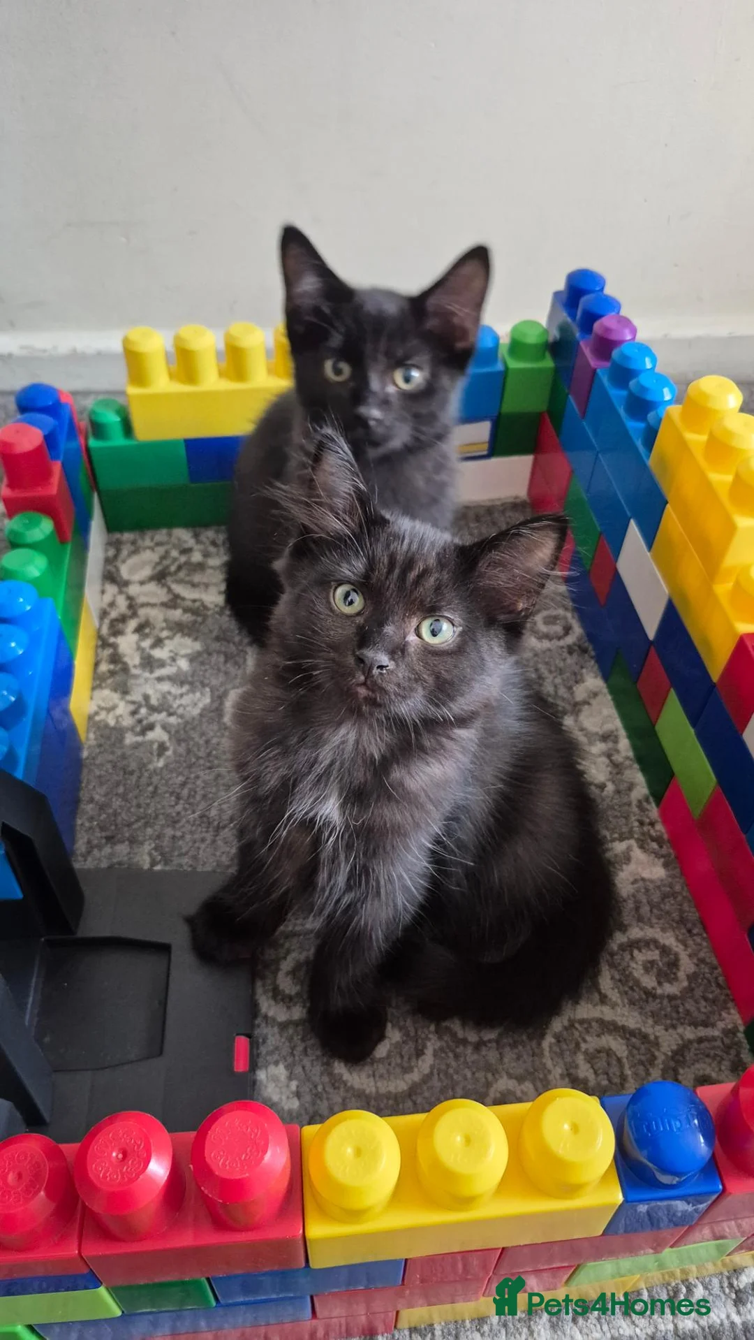 Mixed Breed cats for sale: Clever kittens - Advert 1
