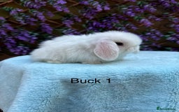 Mini Lop rabbits for sale: Pure bred Mini lops  - Image 3