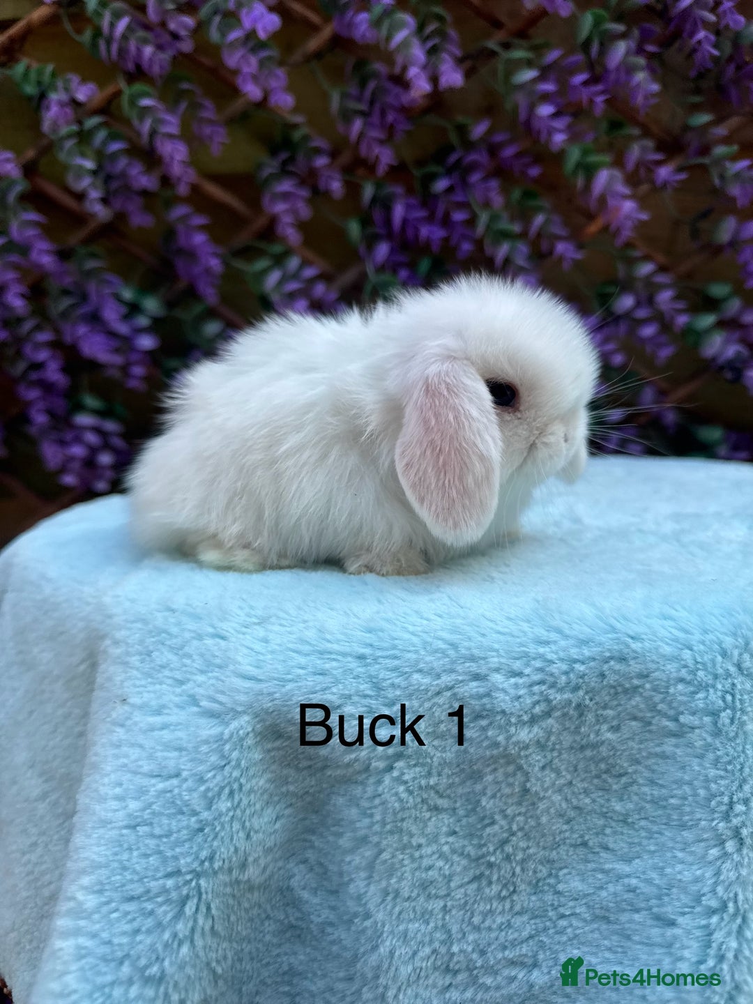 Mini Lop rabbits for sale: Pure bred Mini lops  - Image 3