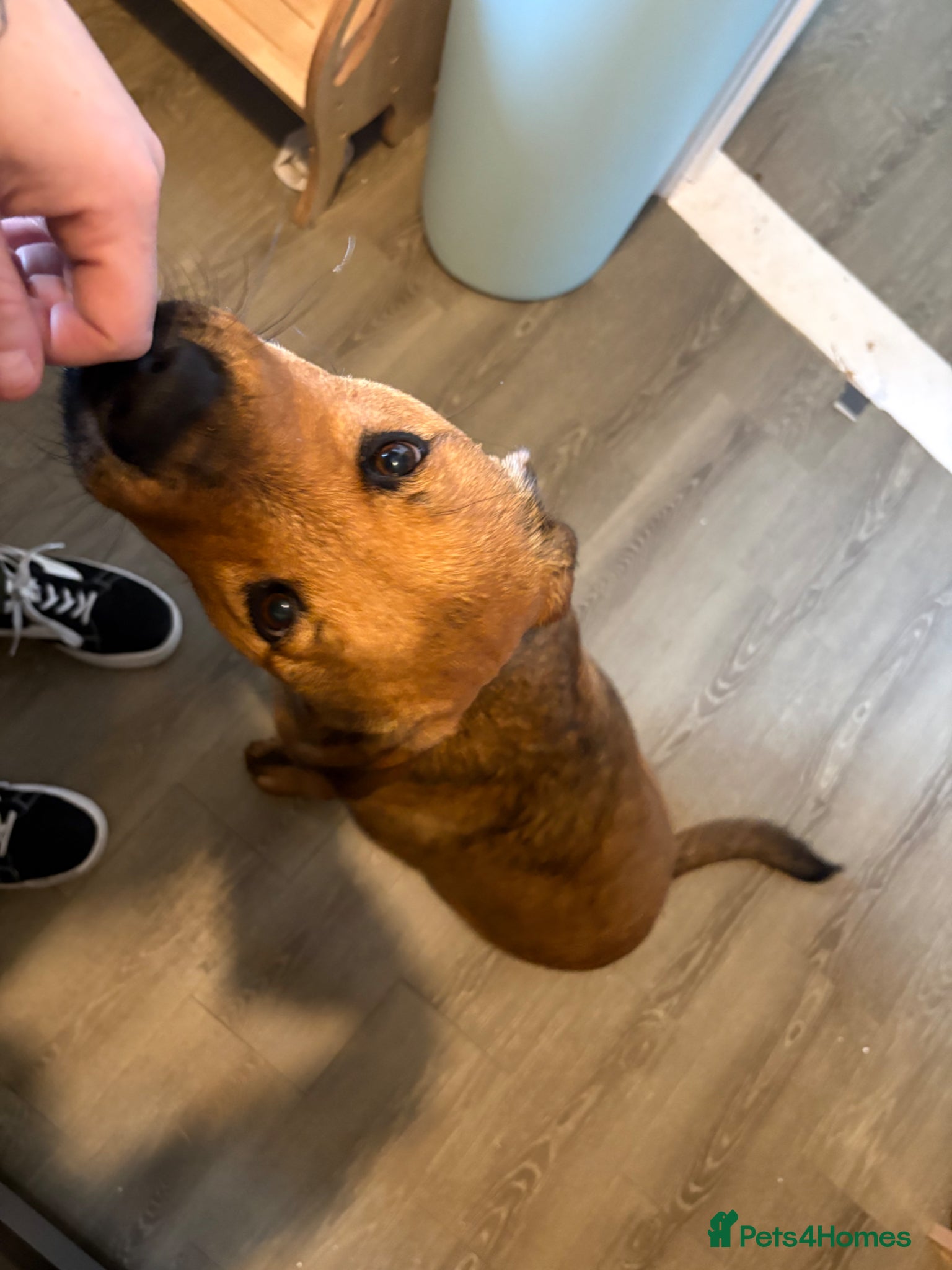 Mixed Breed dogs for sale: Skye our Rottweiler mixed female puppy - Advert 6