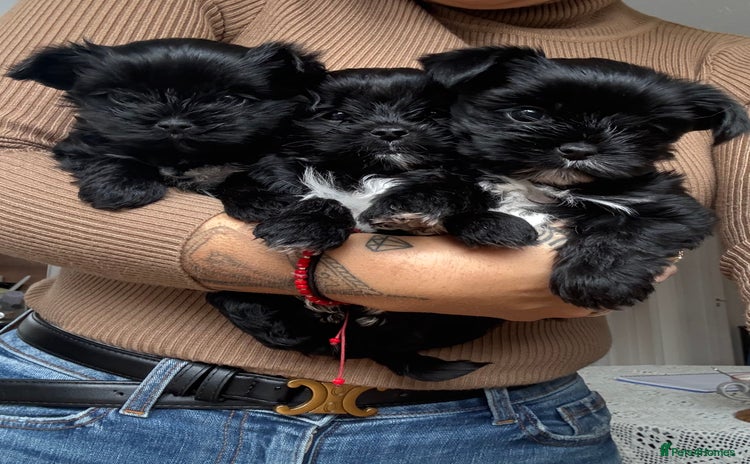 Yorkshire Terrier dogs - Advert 4