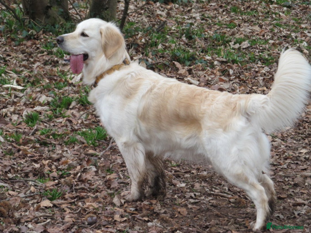 Golden Retriever dogs for sale: Stunning Golden Retriever Puppies - Image 1