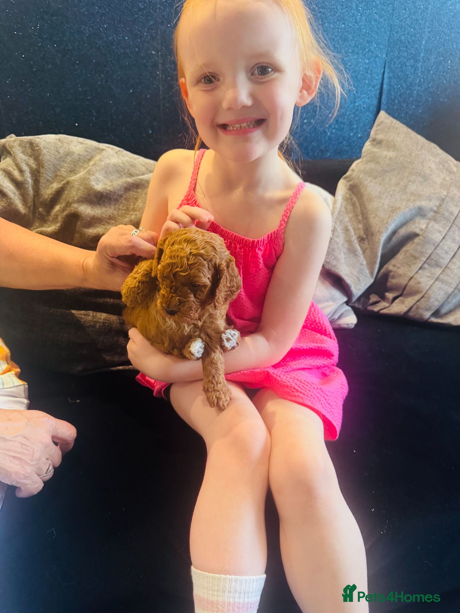 Cockapoo dogs Beautiful Red Medium Cockapoo Puppies - Advert 2