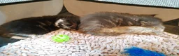 Maine Coon cats for sale: Gorgeous maine coon cross kittens - Advert 5