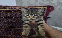 Bengal cats for sale: Bengal Kittens ( 14 WEEKS OLD )  - Image 2