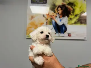 Bichon Frise dogs READY TO LEAVE NOW ! - Advert 1