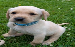 Labrador Retriever dogs for sale: Healthy Adorable kC registered Labrador puppies  - Image 17