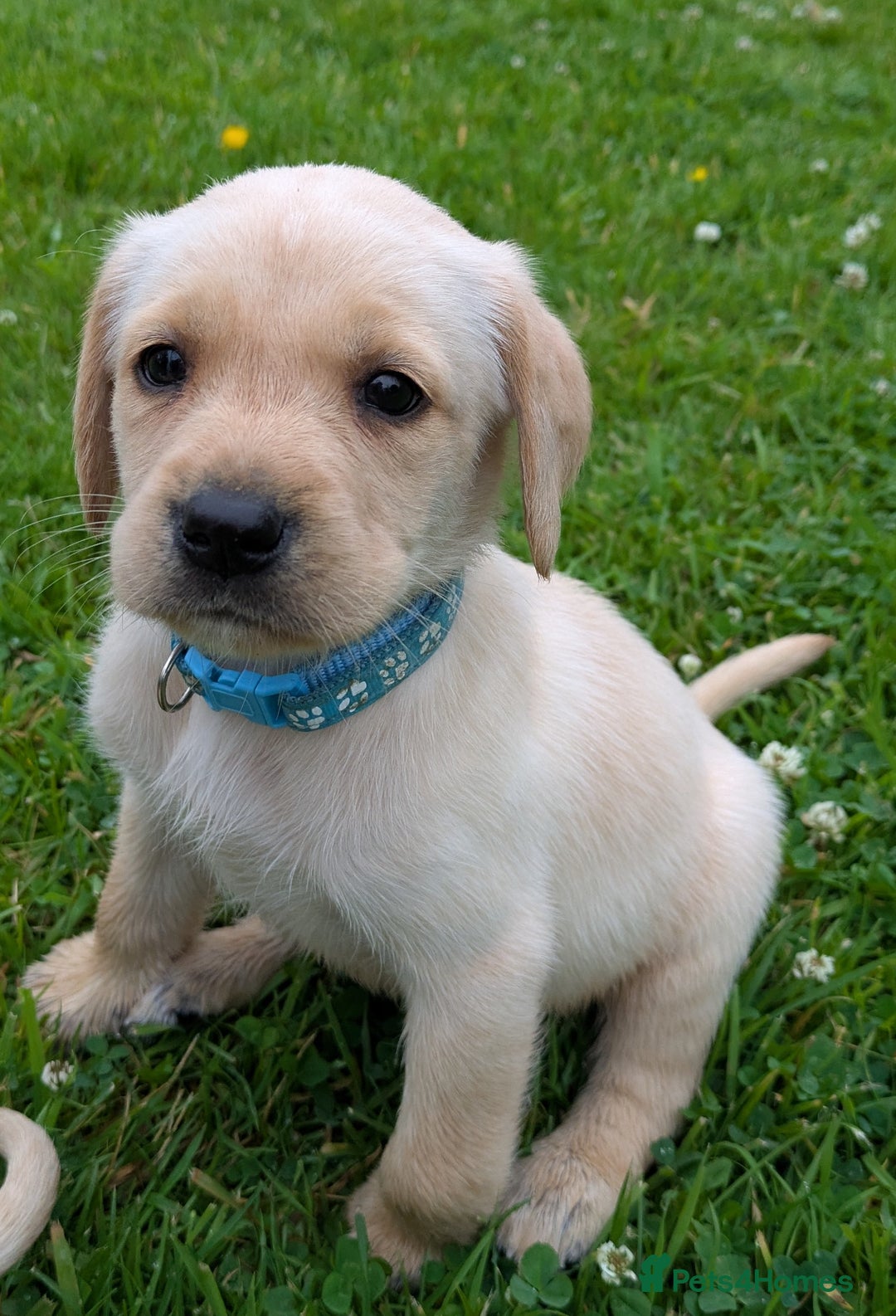 Labrador Retriever dogs for sale: Healthy Adorable kC registered Labrador puppies  - Image 17