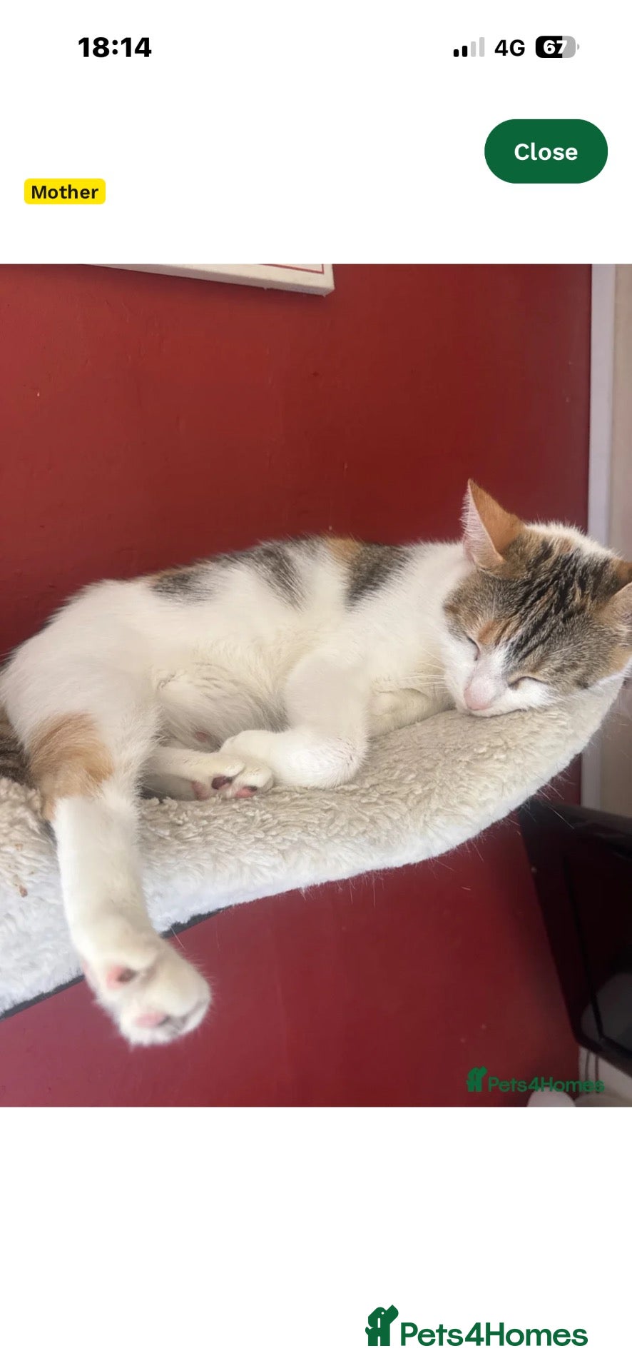 Mixed Breed cats for sale: Tabby x kitten - Advert 2