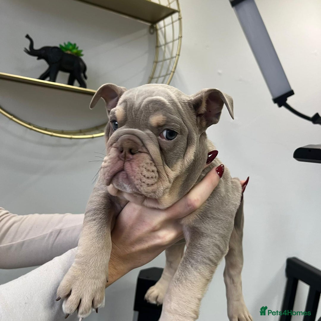 English Bulldog dogs for sale: 6 TOP QUALITY ENGLISH BULLDOG PUPPIES  - Advert 17