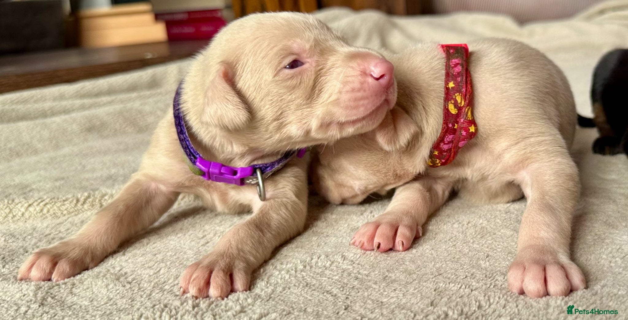 Dobermann dogs KC registered health tested Dobermann puppies  - Advert 1