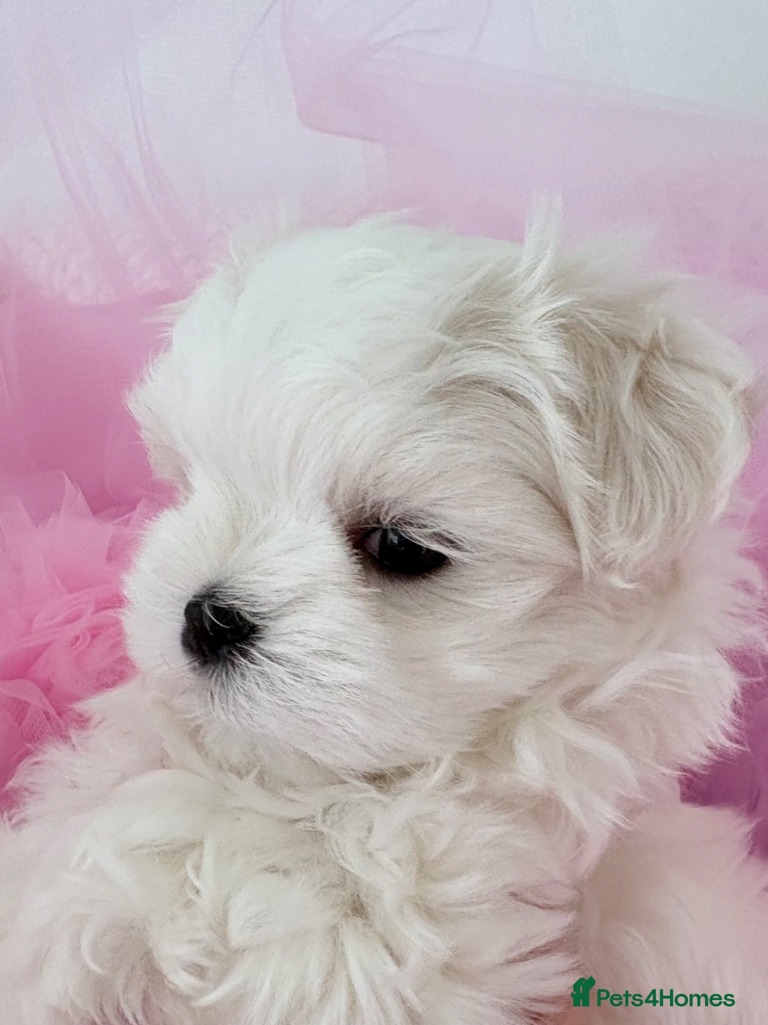 Maltese dogs 💗Gorgeous Korean baby girl 💗 - Advert 13